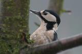 Great spotted woodpecker