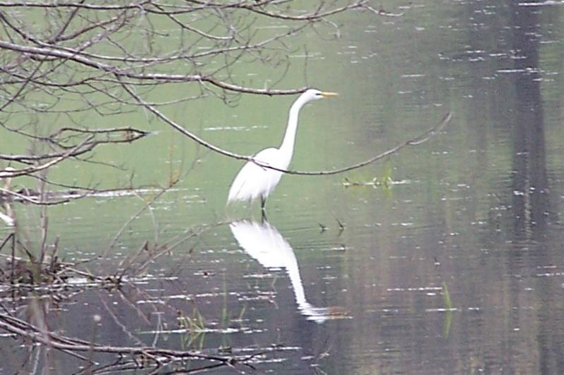 great egret elegance