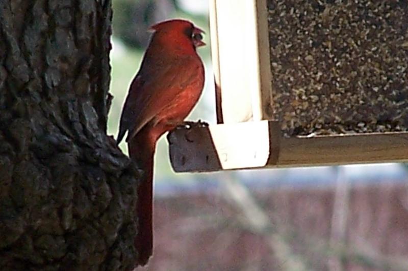 feeding cardinal