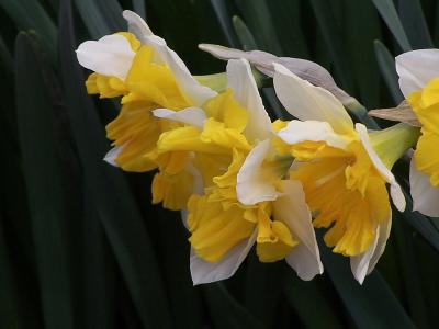 spring beauties