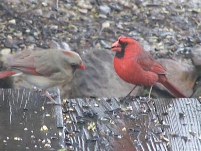 cardinal feeding his mate