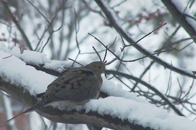 mourning dove in the snow