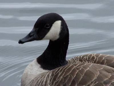 canadian goose