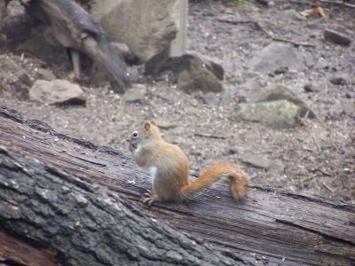 tiny red squirrel