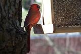 feeding cardinal