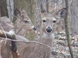 deer pair