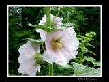 Hollyhock