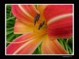 Daylily Closeup 2