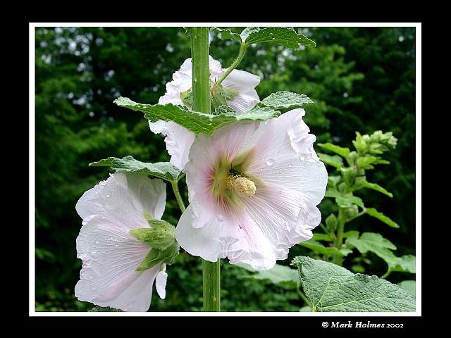 Hollyhock