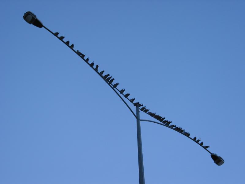 birds_of_a_feather.JPG