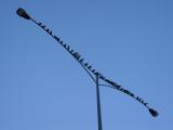 birds_of_a_feather.JPG