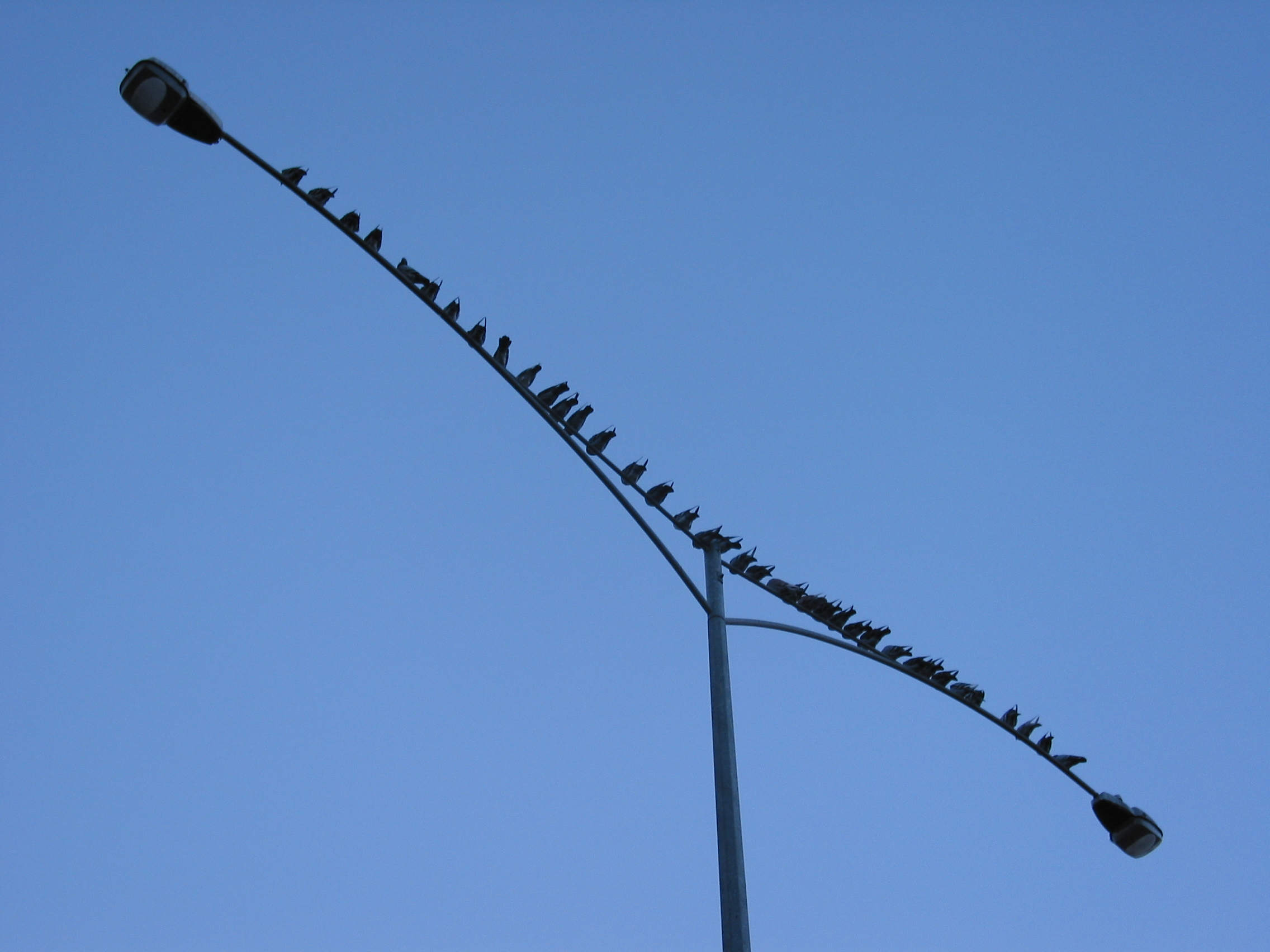 birds_of_a_feather.JPG