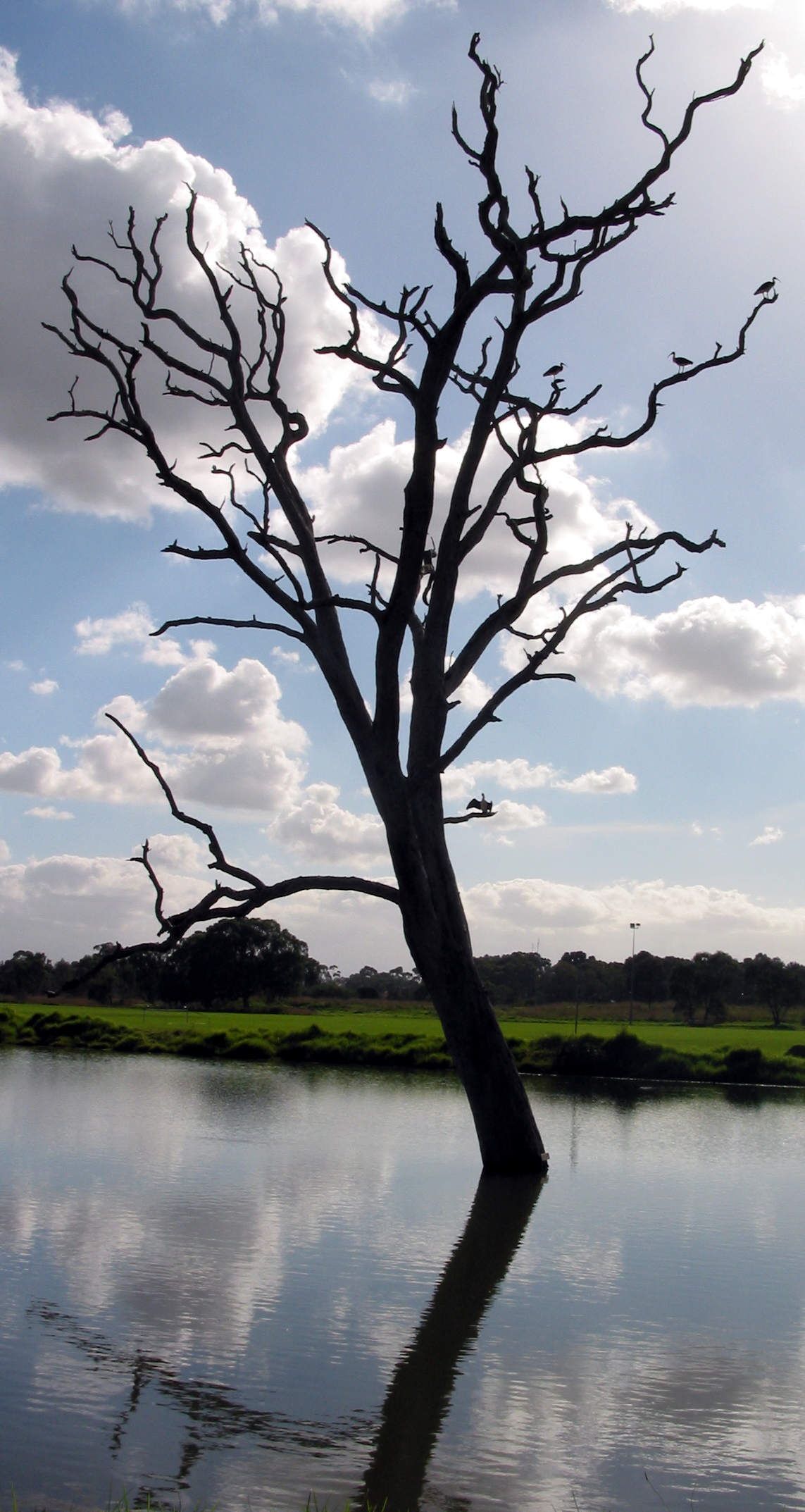 dead_tree.jpg