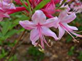 Varnadoes Phlox Pink