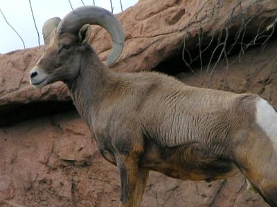 Desert Museum