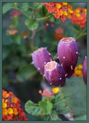 Fruit and Flowers