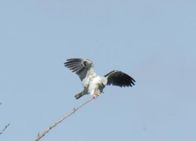 White-tailed Kite