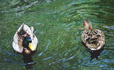 webpassingducks.jpg