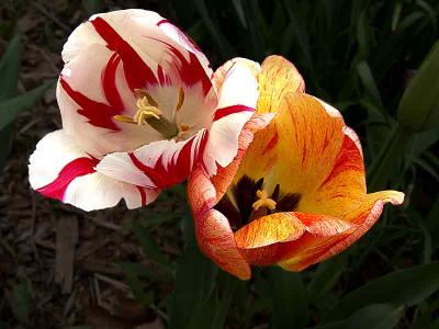 tulipstwoDSC02062.jpg