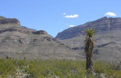 Mountain and Yucca
