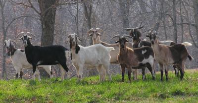 u11/bbarber/medium/42904595.7goats.jpg