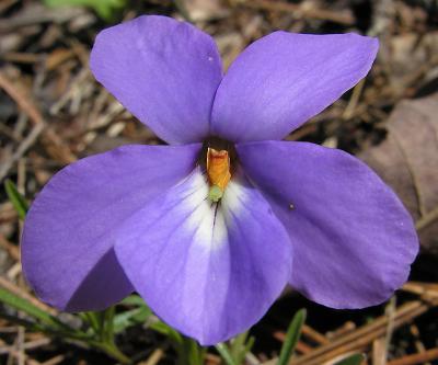 Birds-foot Violet