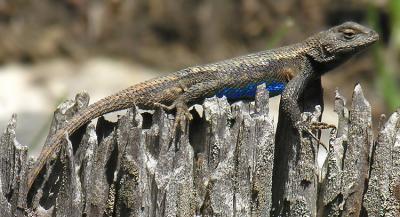 Blue Belly Lizard