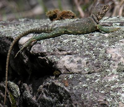 u11/bbarber/medium/42904598.CollaredLizardF.jpg