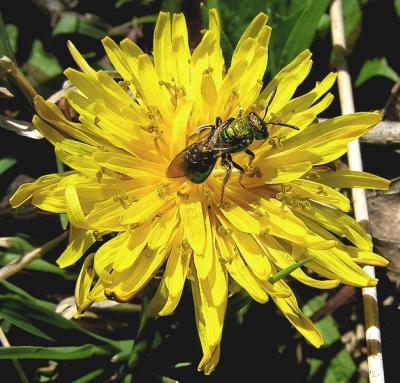 Green Bee