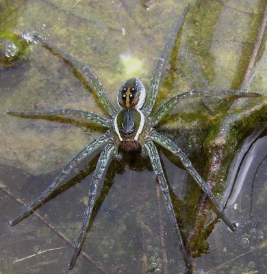 Fishing Spider