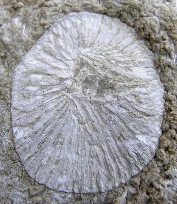 Fossil