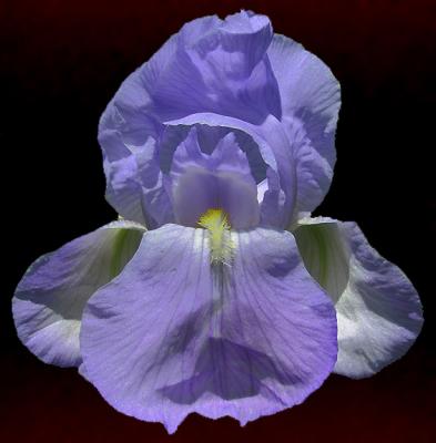 Iris Portrait