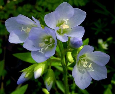 Jacobs Ladder