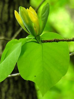 Magnolia acuminata