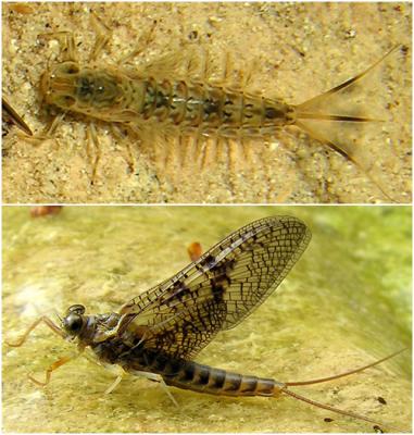 Mayfly Nymph-Adult