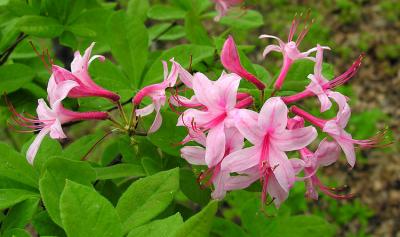 Mountain Azalea