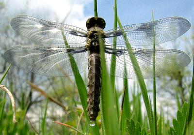 Dragonfly emerged