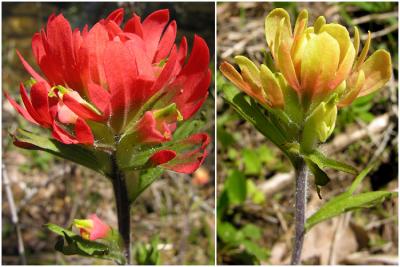 Paintbrush Yellow andRed