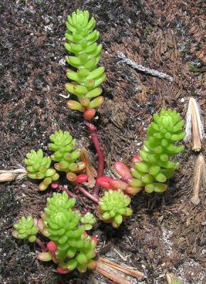 Sedum