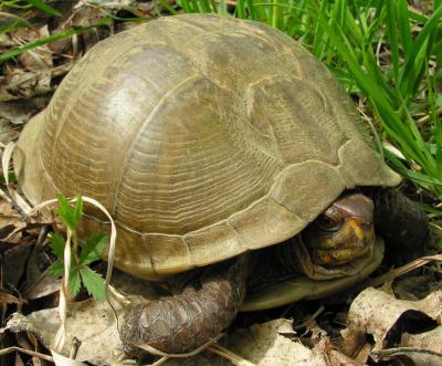 Three-toed Box Turtle