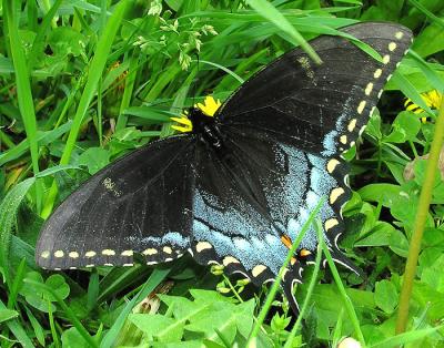 Tiger ST DarkFemale