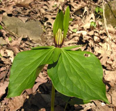 Trillium