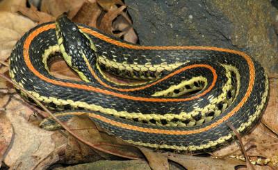 Western Plains Garter Snake