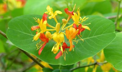 Yellow Honeysuckle