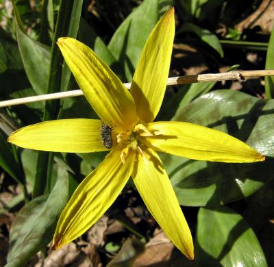 Yellow Trout Lily