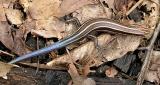 Five-lined Skink