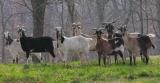 Arkansas lawn mower