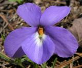 Birds-foot Violet