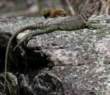 Collared Lizard