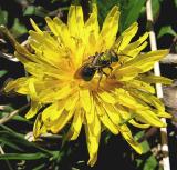 Green Bee